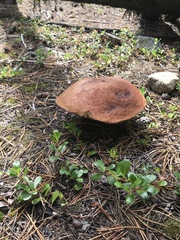 Suillus lakei