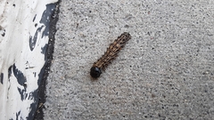 Litoprosopus futilis