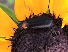 Nemognatha nemorensis