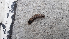 Litoprosopus futilis