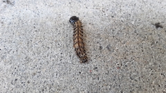 Litoprosopus futilis