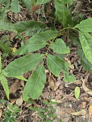 賴碧珠, CC BY, iNaturalist via GBIF Engelhardia roxburghiana, photograph 賴碧珠, CC BY, iNaturalist via GBIF