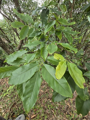 Engelhardia roxburghiana, photograph 2