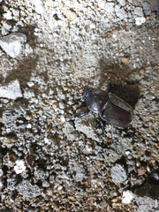 Trypoxylus dichotomus