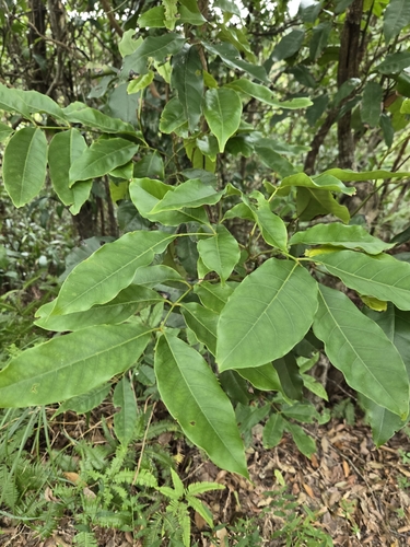 Engelhardia roxburghiana, photograph 3