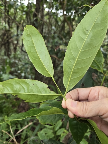 Engelhardia roxburghiana, photograph 4