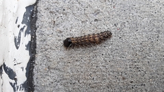 Litoprosopus futilis