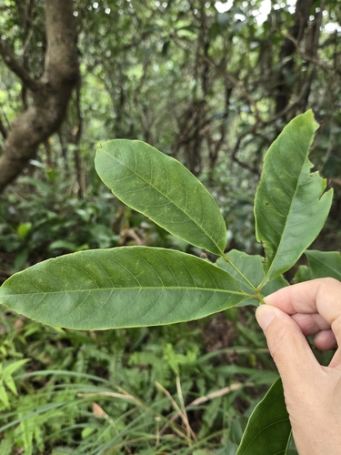 Engelhardia roxburghiana, photograph 5