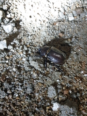 Trypoxylus dichotomus