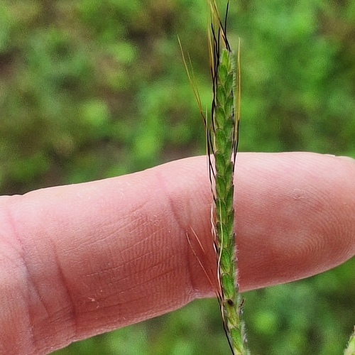 Image of Dichanthium aristatum by (c) Greg Tasney, some rights reserved (CC BY-SA)