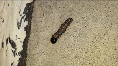 Litoprosopus futilis