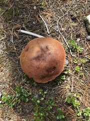 Suillus lakei
