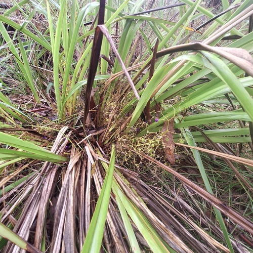 Image of Dianella brevipedunculata by (c) Greg Tasney, some rights reserved (CC BY-SA)