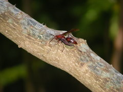 Gyrostoma