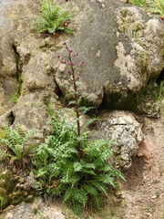 Cirsium vinaceum