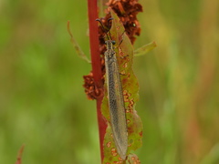 Deutoleon lineatus