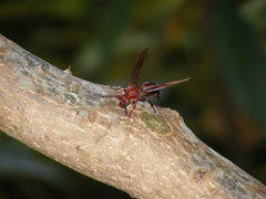 Gyrostoma