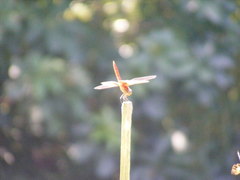Urothemis signata yiei