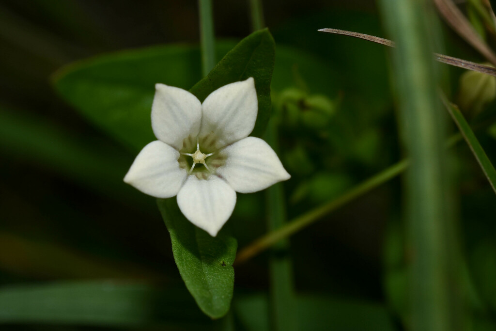 Spigelia martiana
