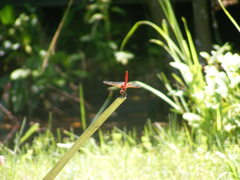 Urothemis signata yiei