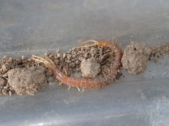 Scolopocryptops gracilis