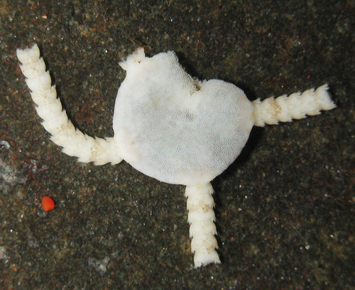 Ophiopeza spinosa observed 2007-04-04