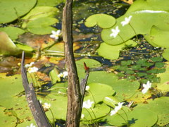 Urothemis signata yiei