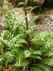 Cirsium vinaceum