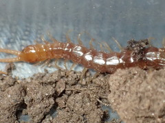 Scolopocryptops gracilis