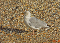 Larus argentatus argenteus