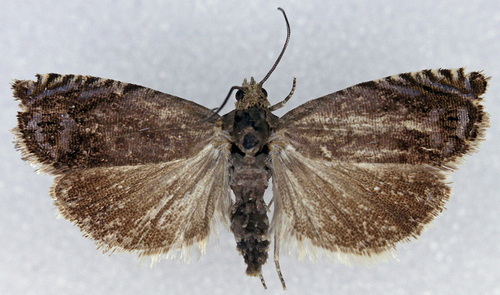 Pea Moth