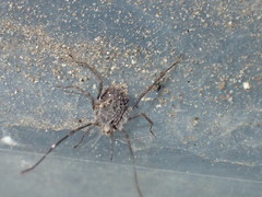Ortholasma levipes