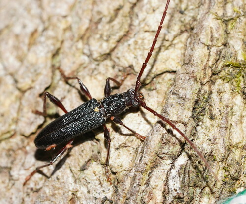 Callidiopis scutellaris (Fabricius, 1801)