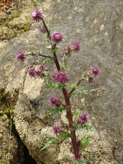 Cirsium vinaceum