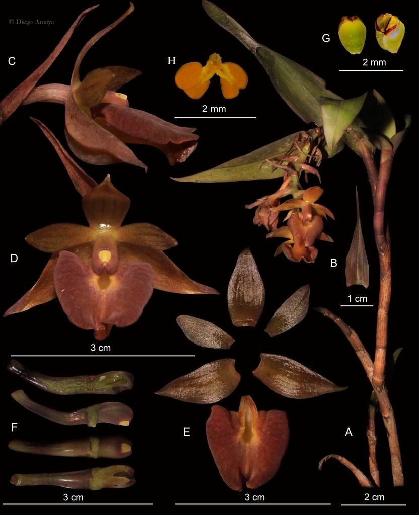 Epidendrum gongorarum Hágsater, Pfahl & Cisneros 4