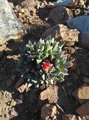 Machairophyllum bijliae