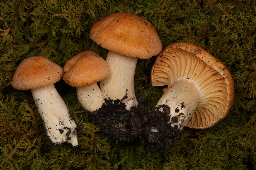 Cuphophyllus sp. 'pratensis-IN02'