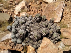 Euphorbia polygona