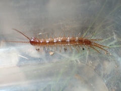 Gosibius intermedius