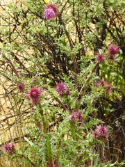 Cirsium vinaceum