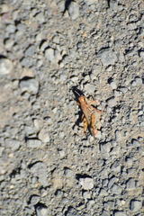 Melanoplus devastator