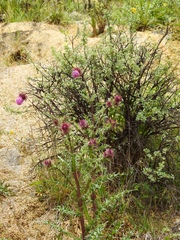 Cirsium vinaceum