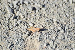 Melanoplus devastator