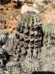 Euphorbia polygona