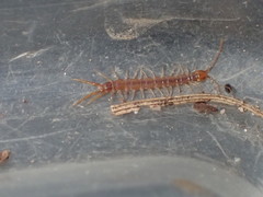 Pokabius clavigerens