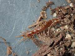Pokabius clavigerens