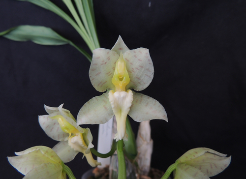 Catasetum tigrinum