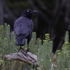 Australian Raven photo 5