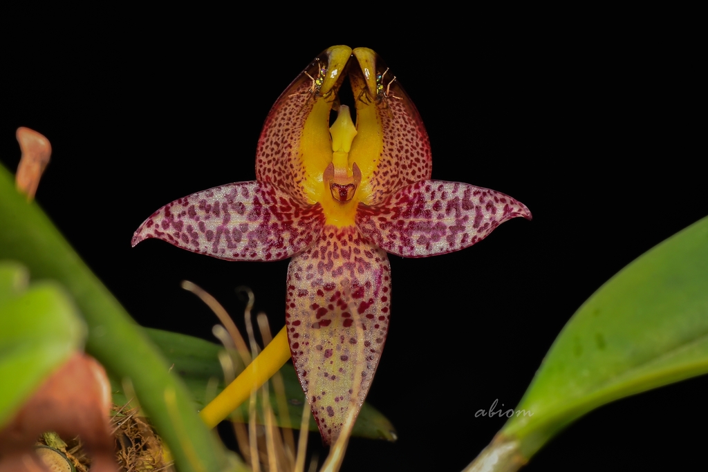 Bulbophyllum praetervisum