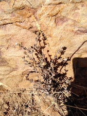 Trichodiadema obliquum